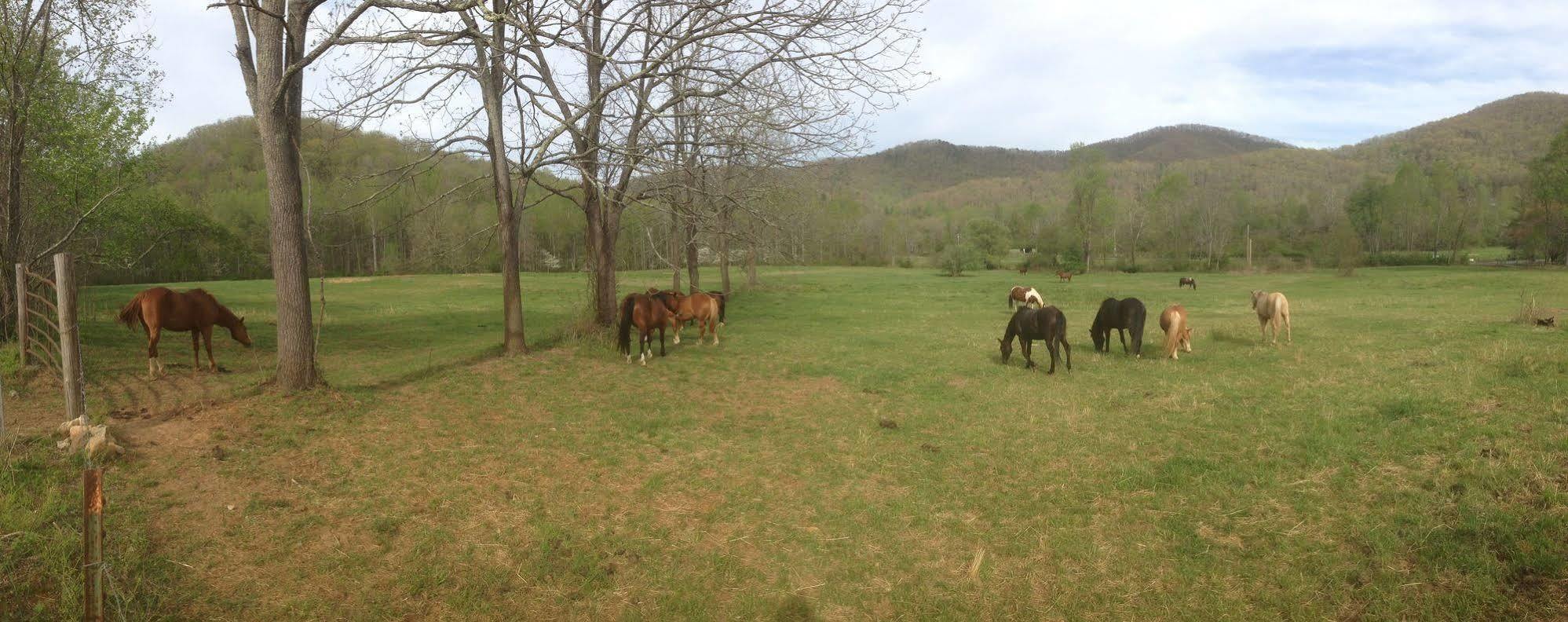 Отель Pisgah View Ranch Candler Экстерьер фото